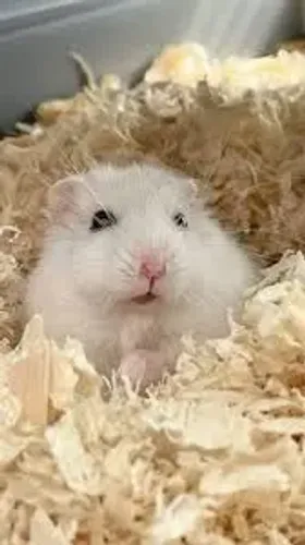 FILHOTES HAMSTER ANÃO RUSSO