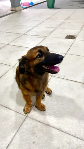 Adoção Cachorro macho
