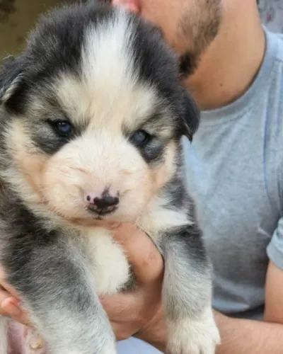 Vendem-se filhotes da raça Husky Siberiano, pelagem Wooly