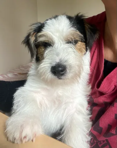 Filhote Jack Russell Terrier