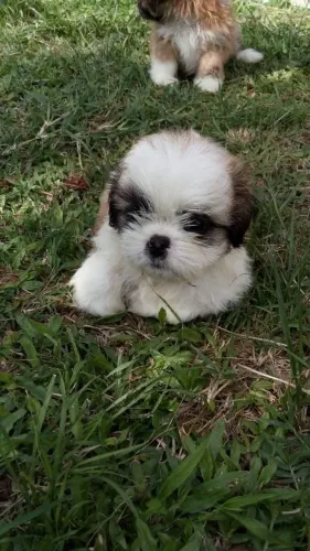 Shih Tzu Mini