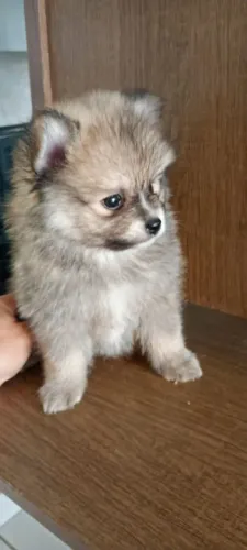Lindo Machinho Spitz Alemão (Lulu da Pomerânia Anão)