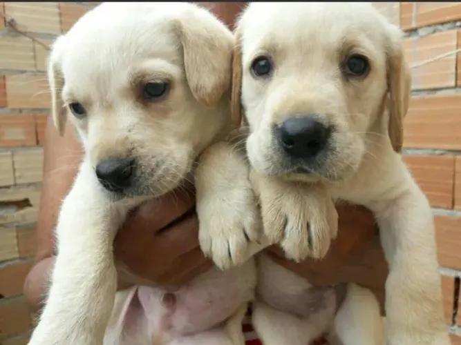 Labrador macho e fêmea raça pura lindos
