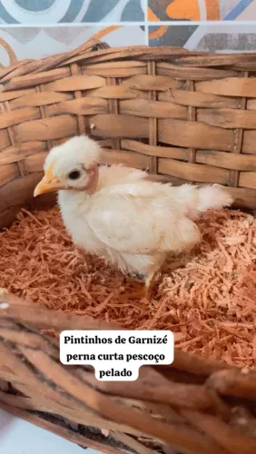Pintinhos de Garnizé perna curta pescoço pelado