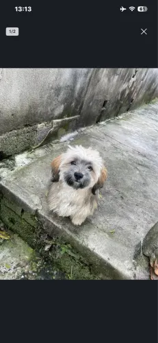 CACHORRO LHASSA APSO PURO