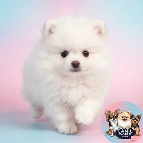 Machinho Lulu da Pomerania com Pedigree