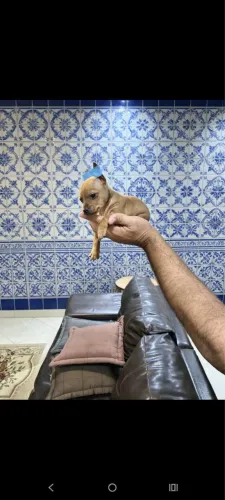Pinscher