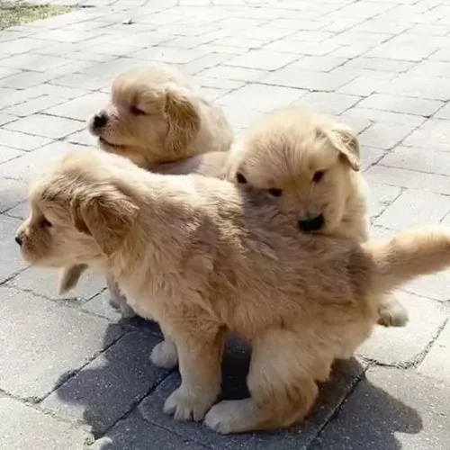 Filhotes de Golden Retriever | Uma companhia que faz diferença!