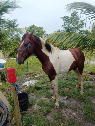 Cavalo