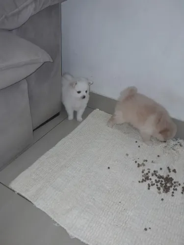 Lulu da pomeranea anao ursinho macho2.500