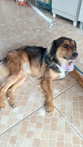 Bella. Porte medio castrada e vacinada