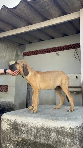 Fila Brasileiro
