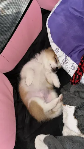 Chihuahua 