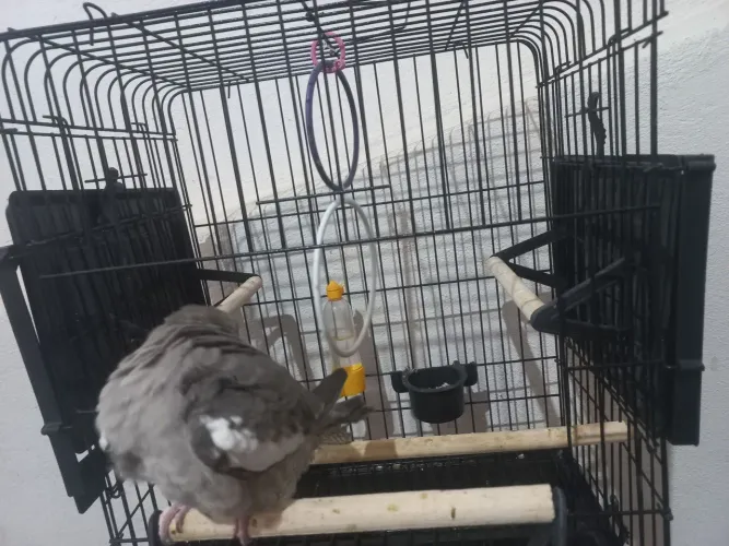 Vendo gaiola seminova para calopsitas