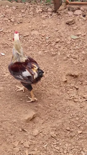 Galo CHARRUA