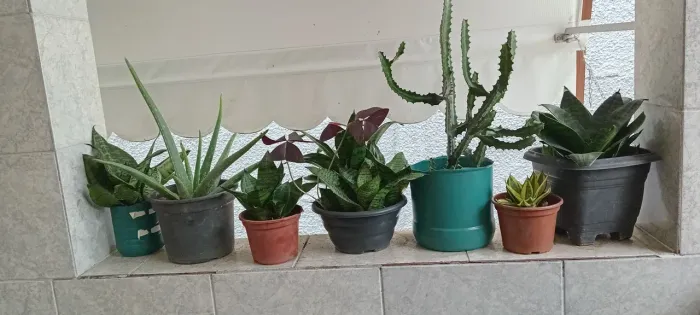 Plantas naturais