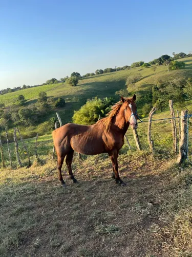 Cavalo