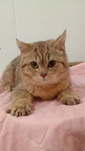 Fêmea britsh shorthaer Braw tabby