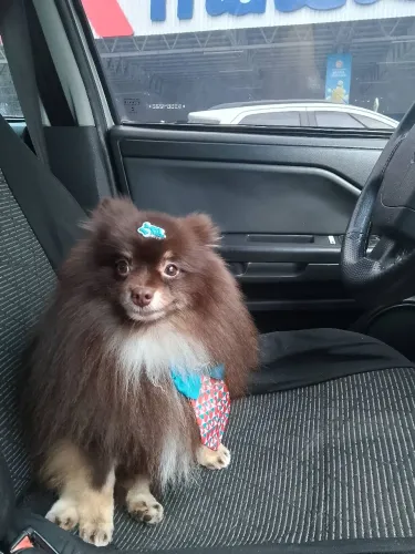 Macho Spitz Alemão disponível para Cruza