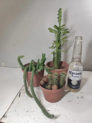 Kit 3 Cactos e Suculentas - Flor-Estrela, Candelabro e Dedo-de-Dama