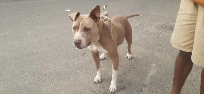 Pit Bull