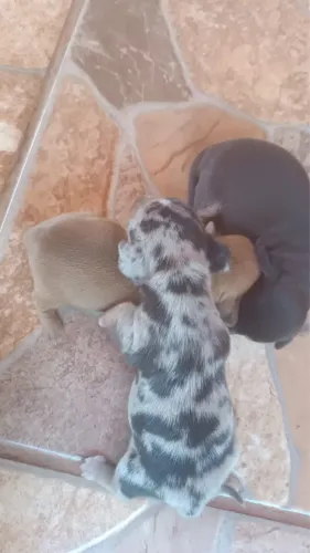 Filhote de Salsicha (Dachshund ) 