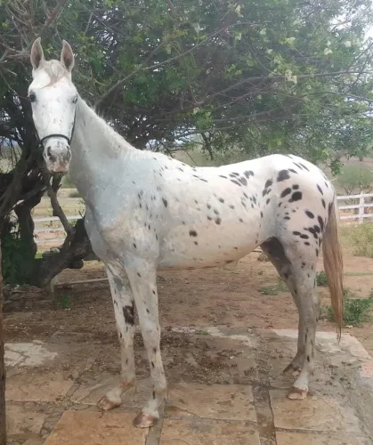 Potro persa Leopardo