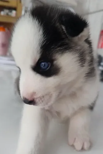 Husky Siberiano lindos filhotes disponíveis agora