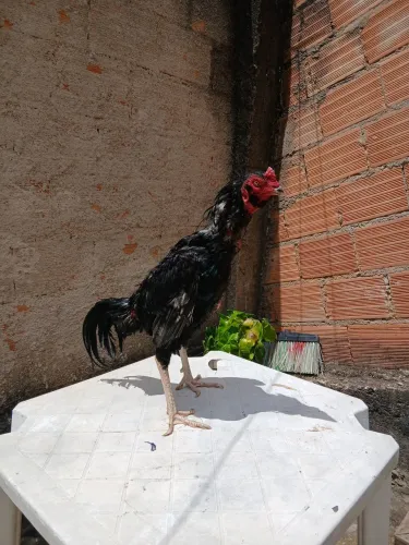 Galo indio