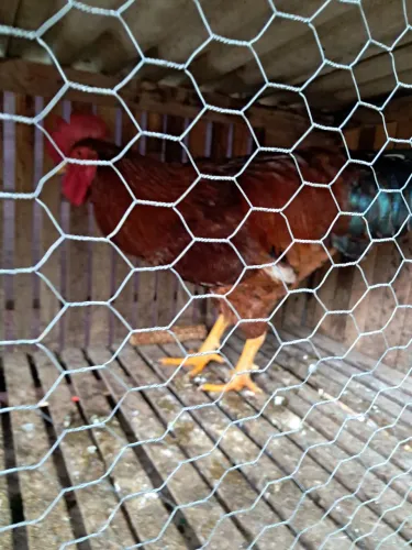 Vendo galo de poedeira..