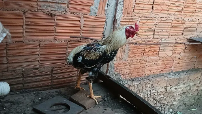 Galo suro e galinha