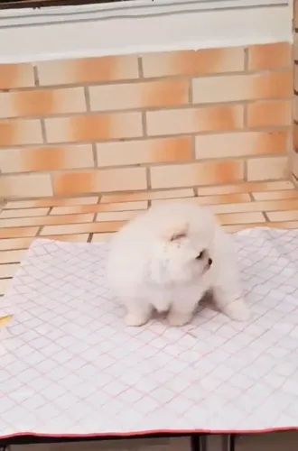 Spitz alemão