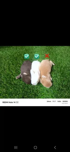2 coelho disponível para reserva