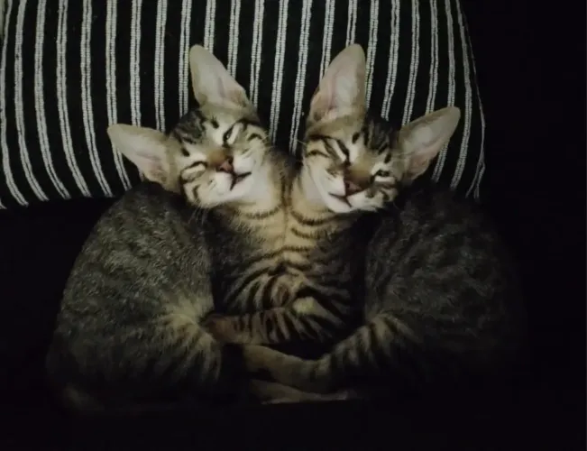 Gatos filhotes para doação, 4 meses