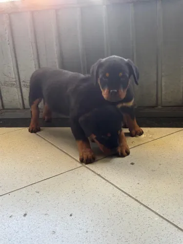Filhote de Rottweiler