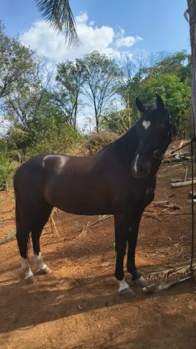 Égua pronta de esteira