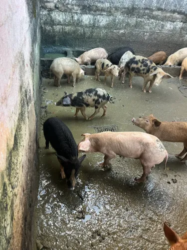 Vendo carne de porco(leitão)