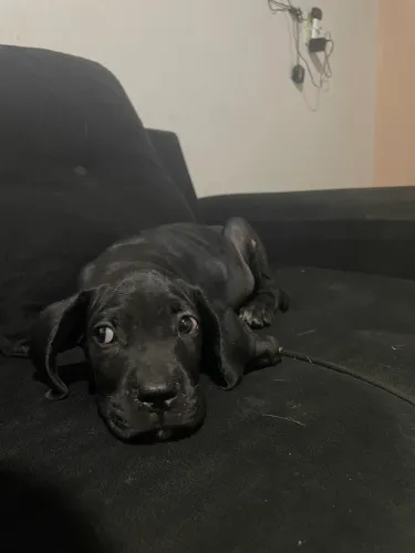 Cane Corso