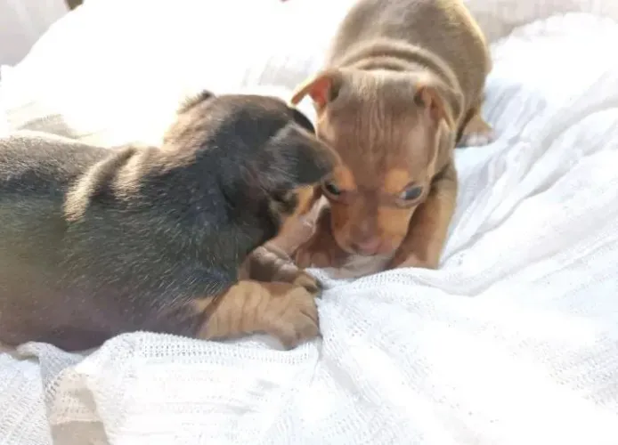 Pinscher macho
