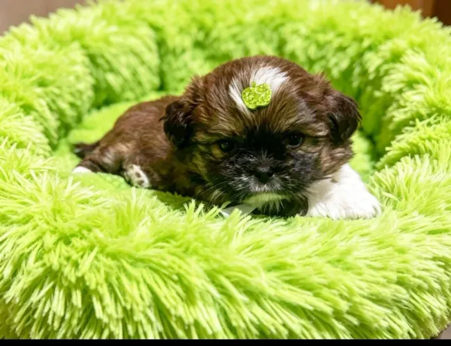 ShihTzu Puro pronto para ir à um novo lar