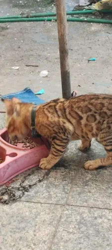 Gato bengal
