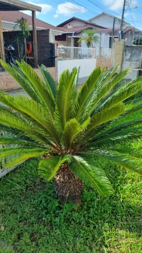 Mudas de planta Cyca