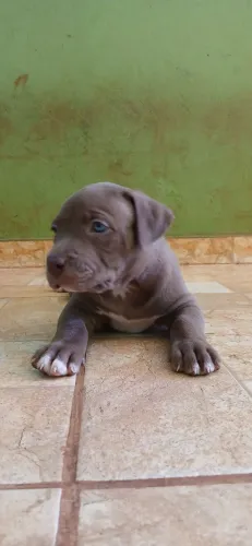 Pitbull filhote