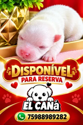 Filhote da raça maltês disponível para reserva.