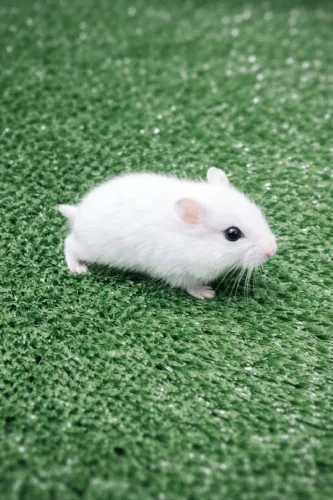 Hamster Russo anão.