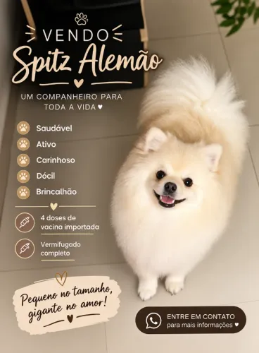 Spitz Alemão