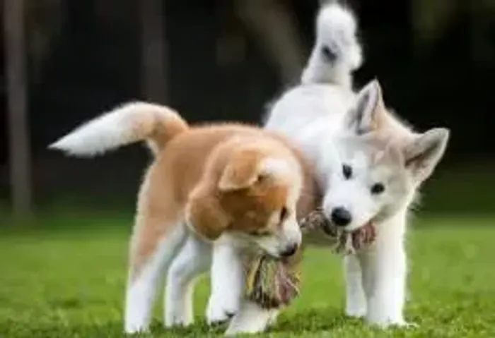 Husky siberiano Escolha hoje um amor em quatro patas