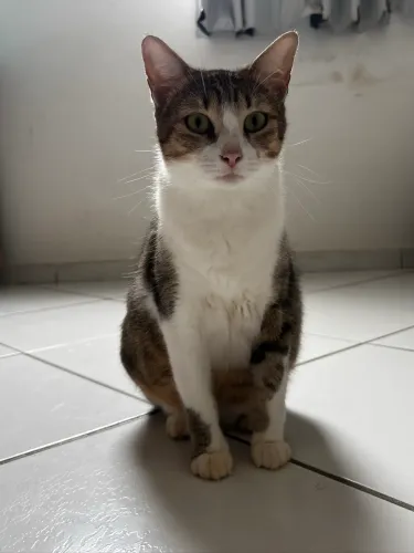 ADOÇÃO RESPONSÁVEL- GATOS ADULTOS