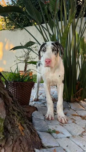 Filhote de Dogue Alemão 