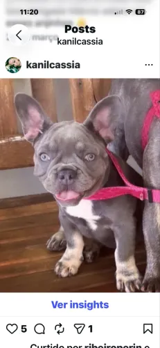 Buldogue francês feminha